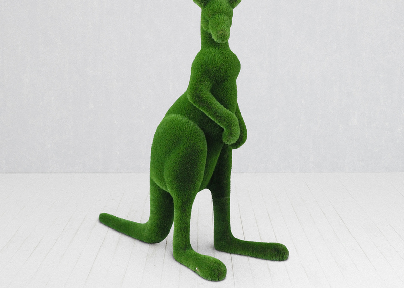 Kangaroo male